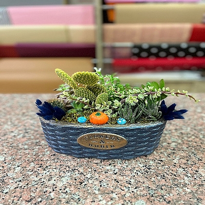 seramik saksda teraryum