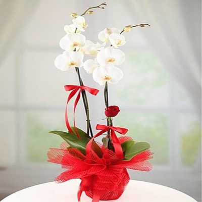 gll ikili beyaz orkide