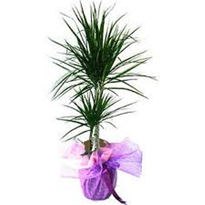 kili margrenta saks iei