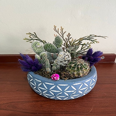 Kakt�s ve sukulent arajman� 