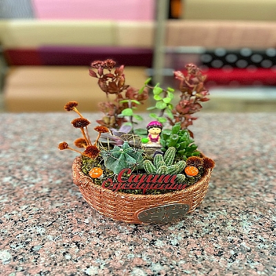 Kakts ve sukulent arajman