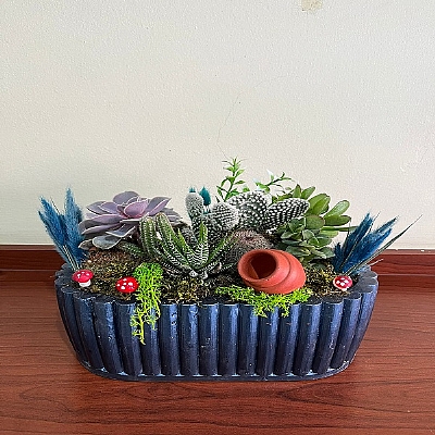 seramik vazoda kakt�s teraryum