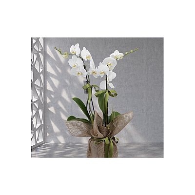 ki dall beyaz orkide