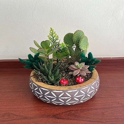 Kakt�s ve sukulent arajman�