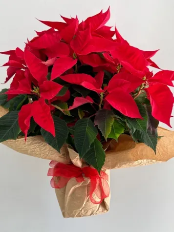  Poinsettia (Atatürk Çiçeği)