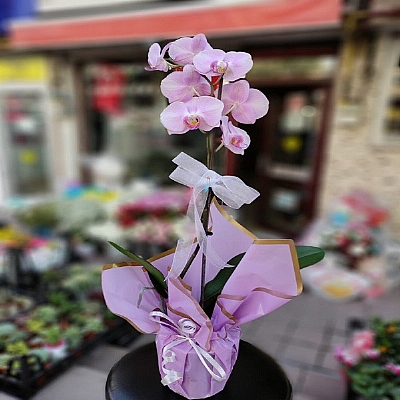 Tekli Pembe orkide
