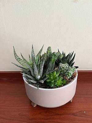 Kakts ve sukulent arajman