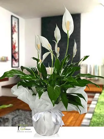 Spatifilyum(yelken) çiçeği