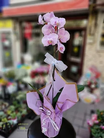 Tekli Pembe orkide