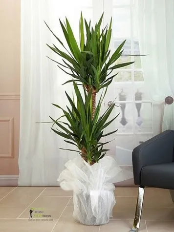 3 `lü YUKKA SALON BİTKİSİ