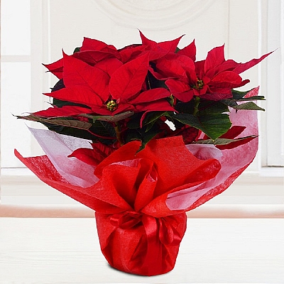 Atatrk iei(ponsekya)