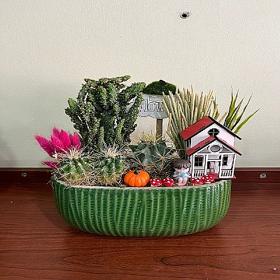 Kakt�s ve sukulent arajman�