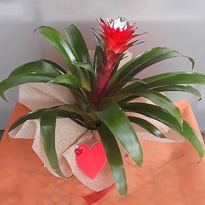 Kuzmanya hope saks iei