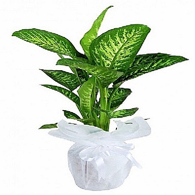 Difanbahya tropik snow