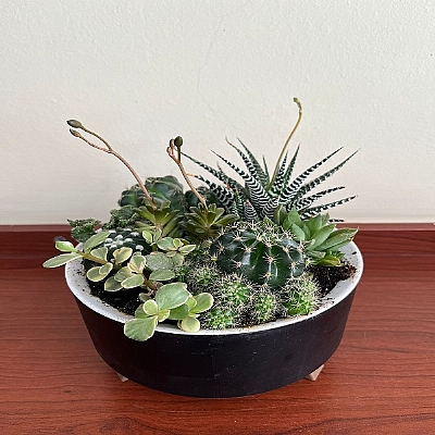 Kakts ve sukulent arajman 